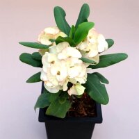Euphorbia milii Grandiflora-Thai-Hybr. Dubutante