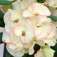 Euphorbia milii Grandiflora-Thai-Hybr. Dubutante