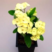 Euphorbia milii Grandiflora-Thai-Hybr. One Chok