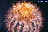 Parodia sotomayorensis FR 734