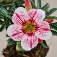 Adenium obesum New Pelargonium gepfr.