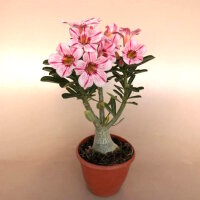Adenium obesum New Pelargonium gepfr.