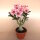 Adenium obesum New Pelargonium gepfr.