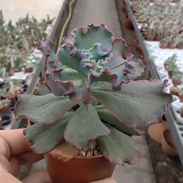 Echeveria cv. Speed Bumps