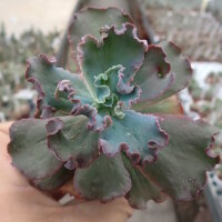 Echeveria cv. Speed Bumps