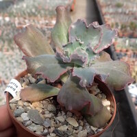 Echeveria cv. Speed Bumps