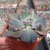 Echeveria cv. Speed Bumps