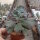 Echeveria cv. Speed Bumps