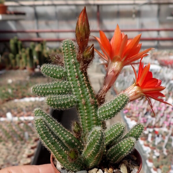 Chamaecereus silvestrii-Hybr. Gracilis Orange-rot