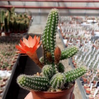 Chamaecereus silvestrii-Hybr. Gracilis Orange-rot