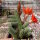 Chamaecereus silvestrii-Hybr. Gracilis Orange-rot