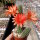 Chamaecereus silvestrii-Hybr. Gracilis Orange-rot