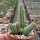 Chamaecereus silvestrii-Hybr. Gracilis Orange-rot