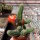 Chamaecereus silvestrii-Hybr. Gracilis Orange-rot