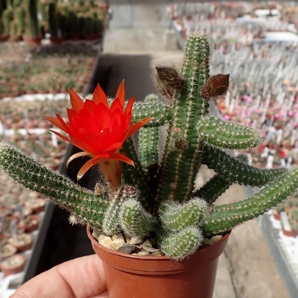 Chamaecereus silvestrii-Hybr. Orange-Rot