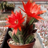 Chamaecereus silvestrii-Hybr. Orange-Rot