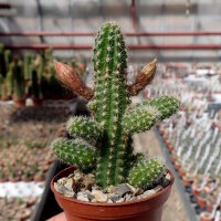 Chamaecereus silvestrii-Hybr. Orange-Rot