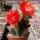 Chamaecereus silvestrii-Hybr. Orange-Rot