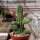 Chamaecereus silvestrii-Hybr. Orange-Rot
