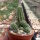 Chamaecereus silvestrii-Hybr. Orange-Rot