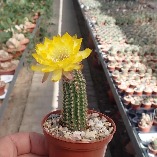 Chamaecereus silvestrii-Hybr. Goldgelb
