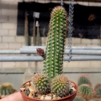 Chamaecereus silvestrii-Hybr. Goldgelb