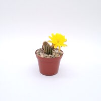 Chamaecereus silvestrii-Hybr. Goldgelb