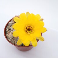 Chamaecereus silvestrii-Hybr. Goldgelb