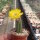 Chamaecereus silvestrii-Hybr. Goldgelb
