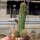 Chamaecereus silvestrii-Hybr. Goldgelb