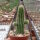 Chamaecereus silvestrii-Hybr. Goldgelb