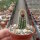 Chamaecereus silvestrii-Hybr. Goldgelb