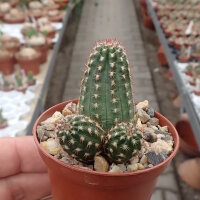 Chamaecereus silvestrii-Hybr. Lila