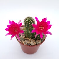 Chamaecereus silvestrii-Hybr. Lila