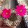 Chamaecereus silvestrii-Hybr. Lila
