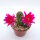 Chamaecereus silvestrii-Hybr. Lila