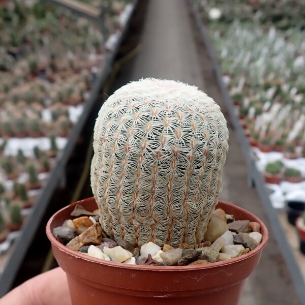 Echinocereus rigidissimus v. albispinus