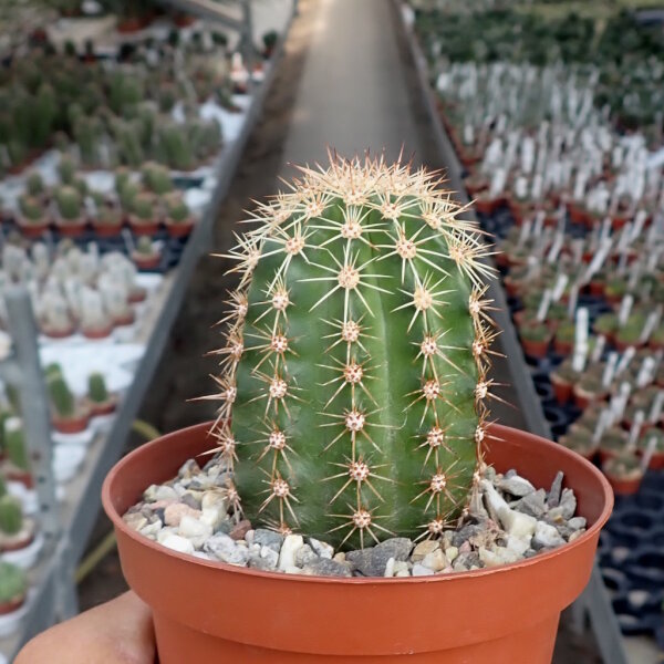 Echinocereus x neomexicanus cv. aurantiacus