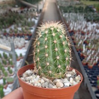 Echinocereus x neomexicanus cv. aurantiacus
