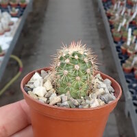 Echinocereus x neomexicanus cv. aurantiacus