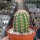 Echinocereus x neomexicanus cv. aurantiacus