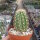 Echinocereus x neomexicanus cv. aurantiacus