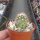 Echinocereus x neomexicanus cv. aurantiacus