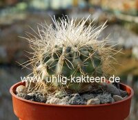 Copiapoa krainzeana PL 217 A