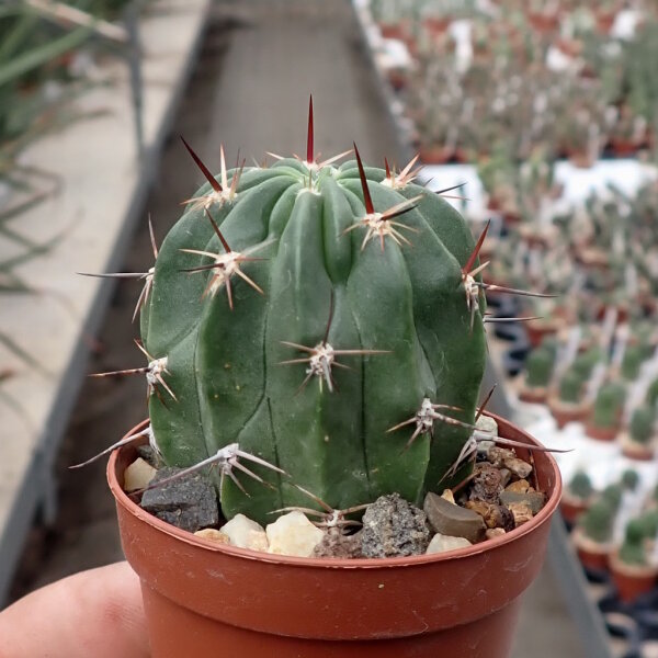Lobivia lateritia v. citriflora WR 748