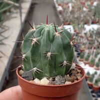 Lobivia lateritia v. citriflora WR 748