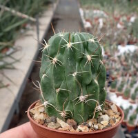 Lobivia lateritia v. citriflora WR 748