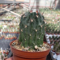 Lobivia lateritia v. citriflora WR 748