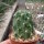 Lobivia lateritia v. citriflora WR 748