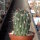 Lobivia lateritia v. citriflora WR 748